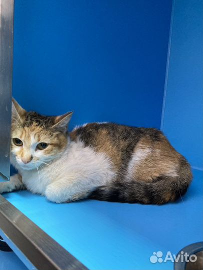 Кошка в дар бесплатно