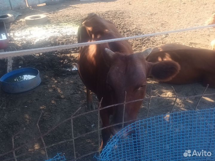 Коровы и телки