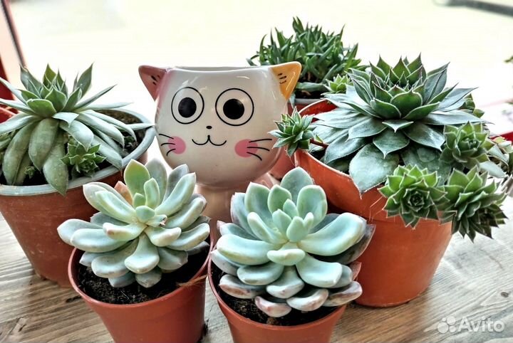 Растения для дома