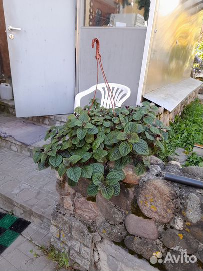 Плектрантус взрослое растение