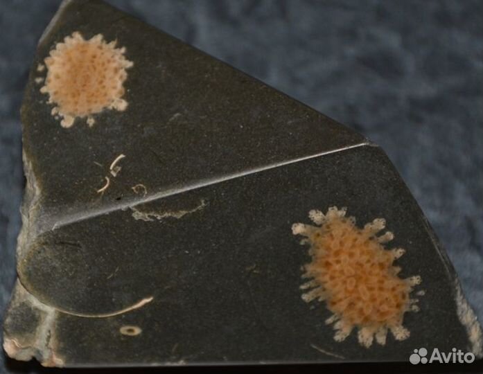 Окаменелые мшанки, губки и кораллы (разные виды)