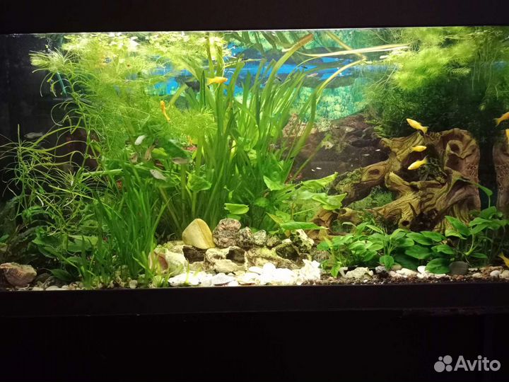 Аквариум