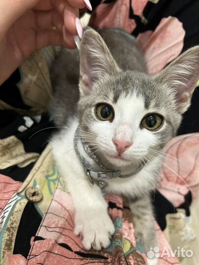 Кошка