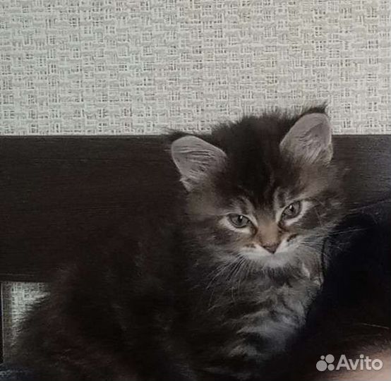 Кошки мейн-кун