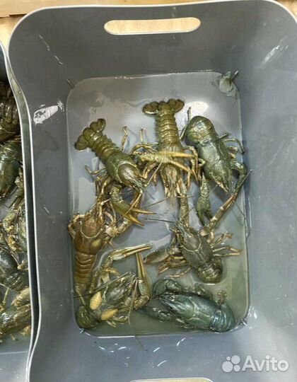 Живые раки. Свежий улов