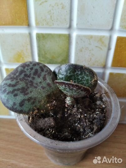 Адромискусы