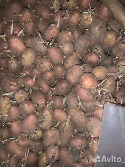 Картофель на еду и посадку