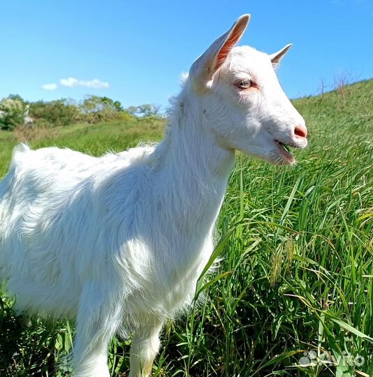 Козы козлята