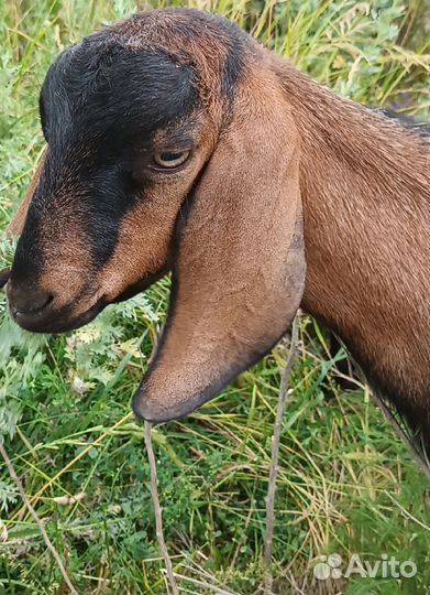 Англо нубийские козы и козлята