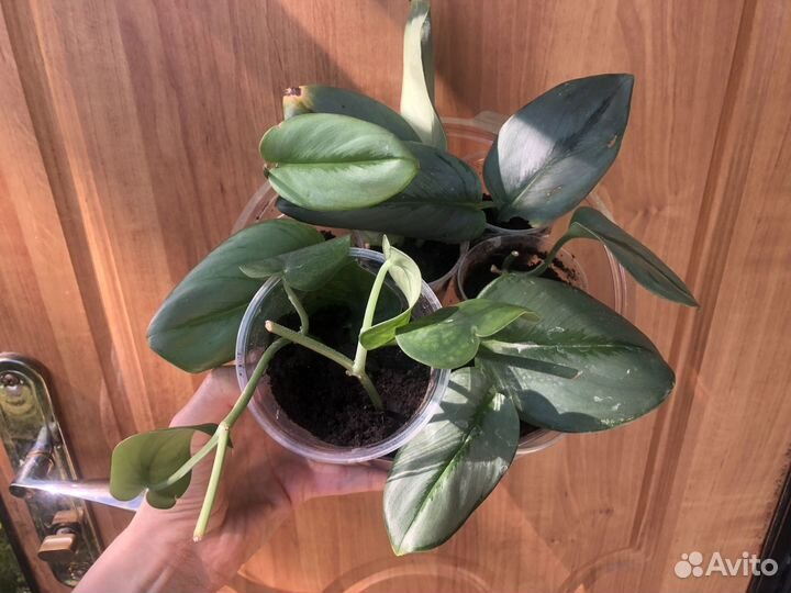 Сциндапсус мунлайт