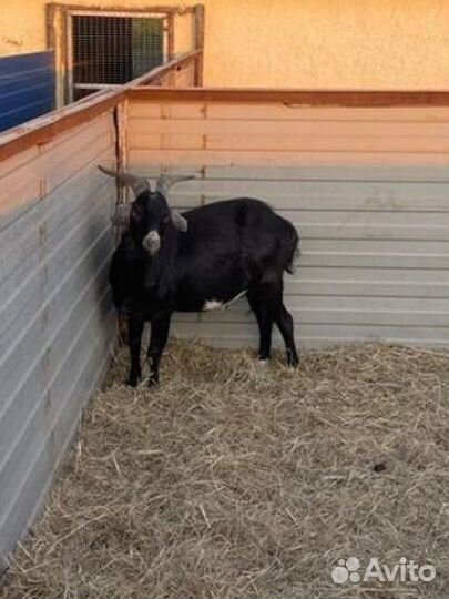 Продаем коз,козлов