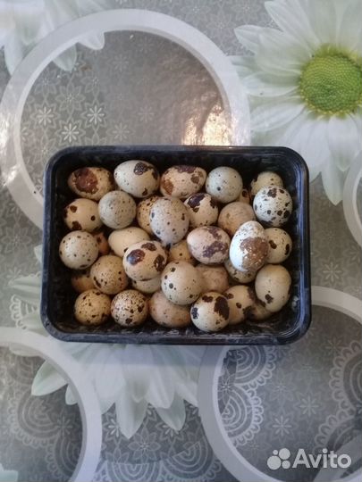 Яйца перепелиные