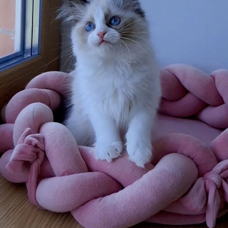 Котята рэгдолл. Девочка регдолл. Ragdoll