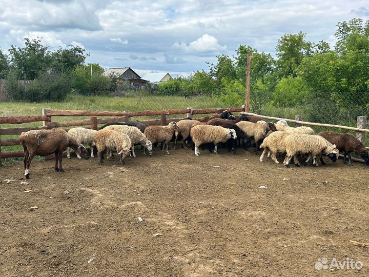 Овцы бараны