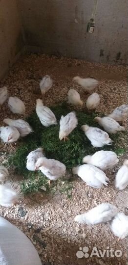 Цыплята порода Адлерская серебристая