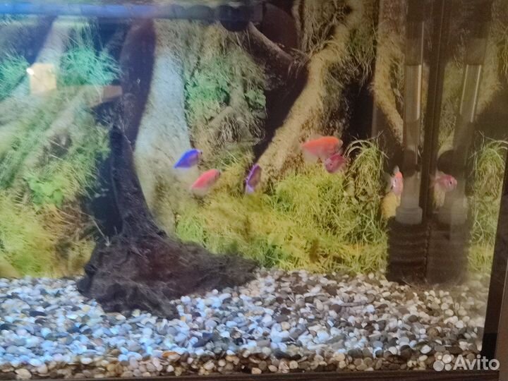 Аквариум с рыбками