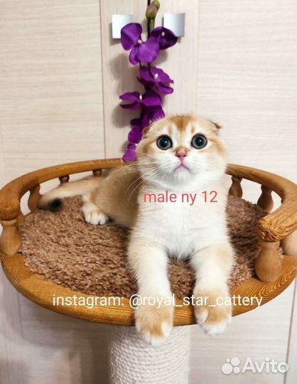 Шотландские золотистые шиншиллы ny 12