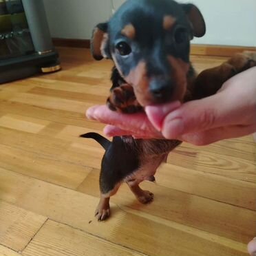 Цвергпинчер, щенок