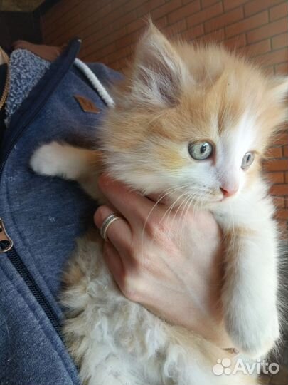 Котенок в добрые руки
