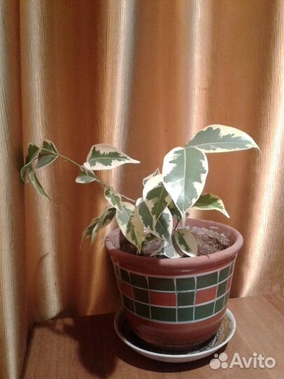 Фикус Бенджамина с пестрыми листьями