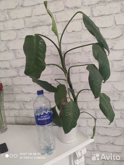 Диффенбахия