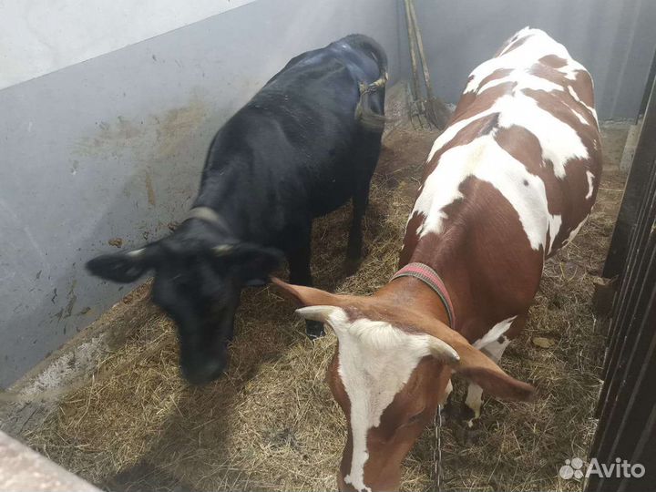 Племенные нетели