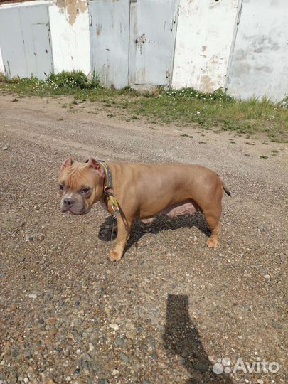 Американский булли покет щенки