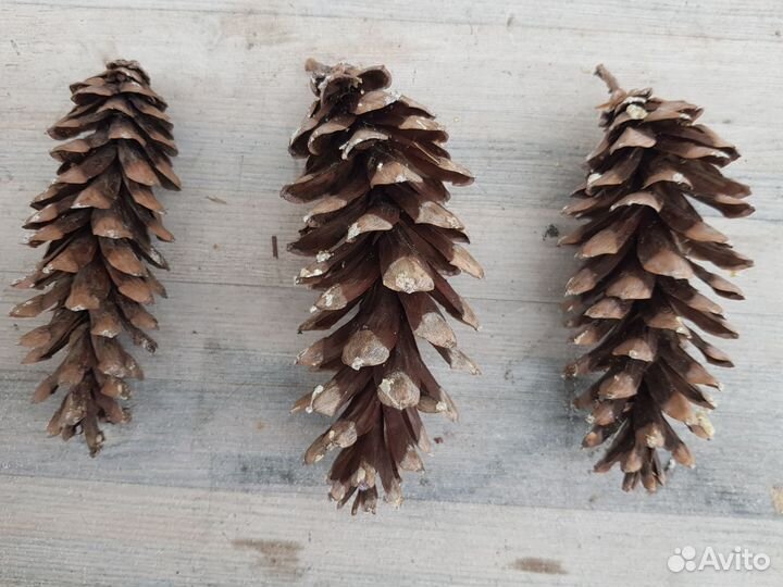 Шишки сосновые большие