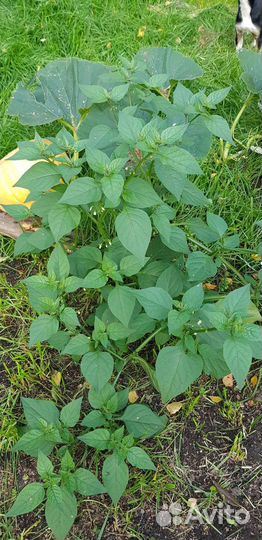 Санберри, Solanum retroflexumDunal