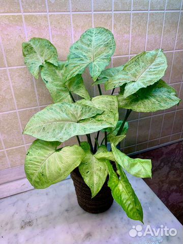 Сингониум Freckles (5 кустиков) 40см