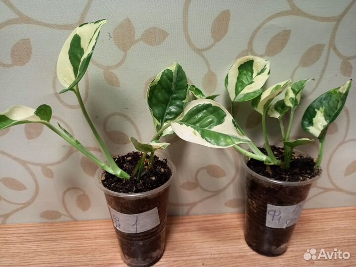 Эпипремнум Н