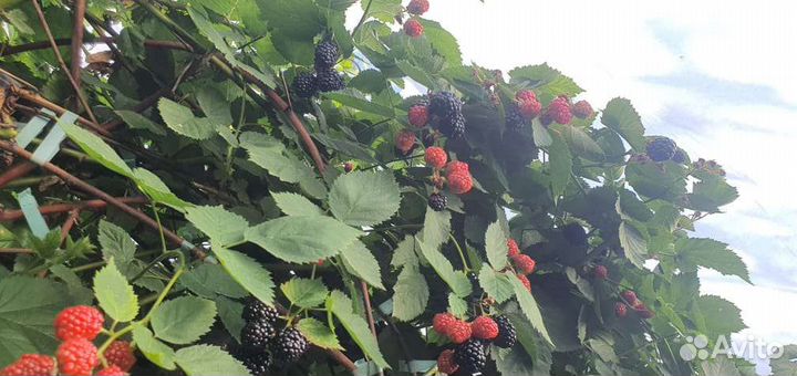 Ежевика ягода