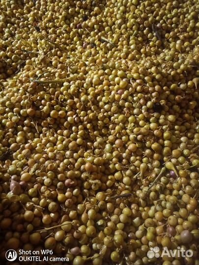 Продам лук севок,1я,2я,3я,4я,группа