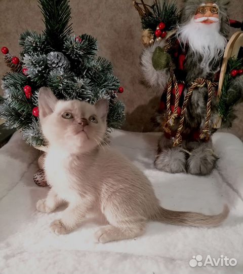 Котята европейской бурмы
