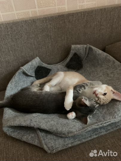 Отдам в добрые руки котят