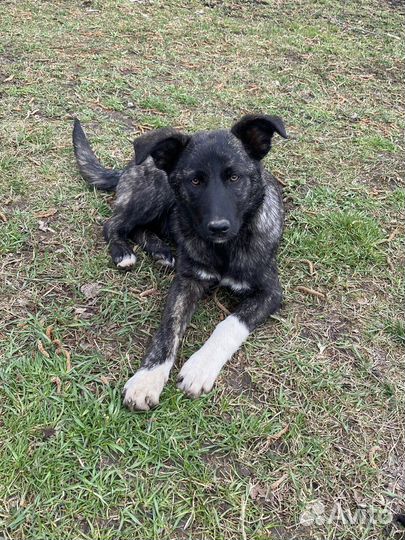 Щенок 6 мес тмгровый окрас бесплатно