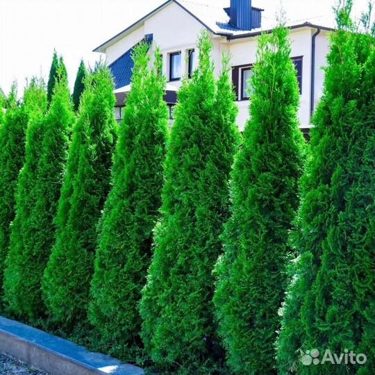 Декоративные растения и кустарники, хвойные