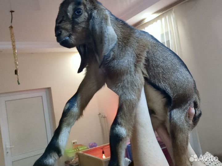 Нубийские козлята