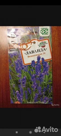 Лаванда в горшке