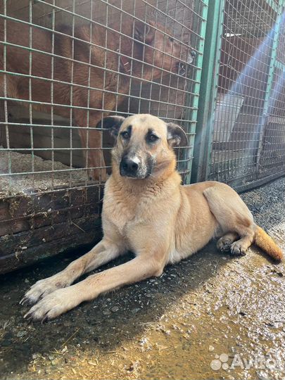 Верная подруга ждет тебя в приюте