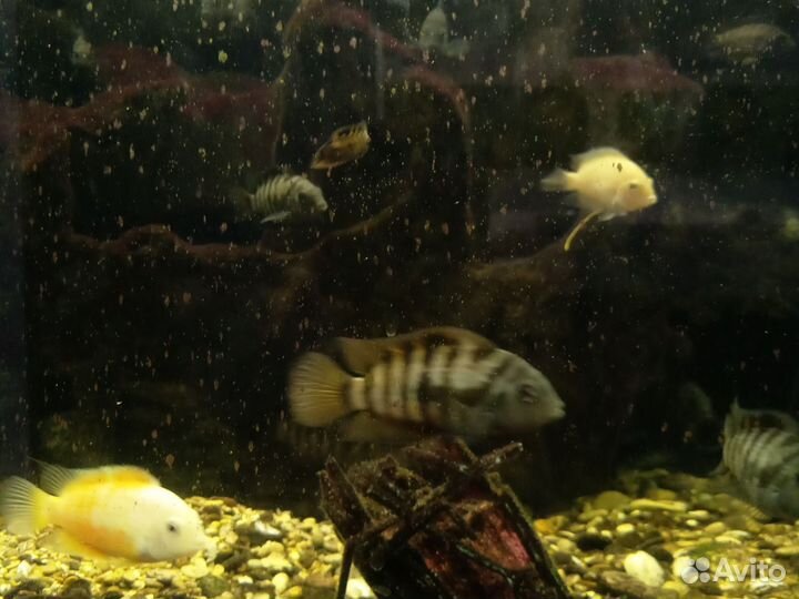 Рыбки цихлиды