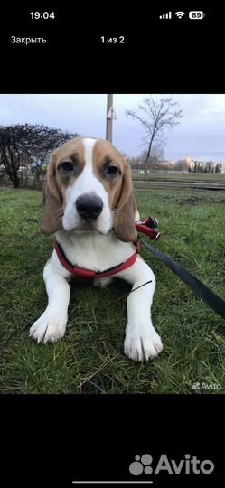 Бигль вязка