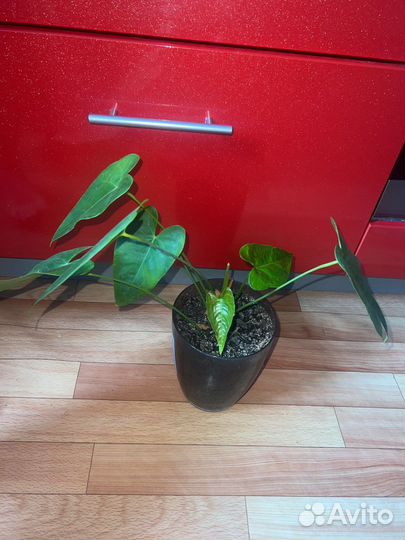 Антуриум красный