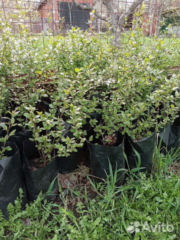 Кизильник блестящий зкс 50-70 см