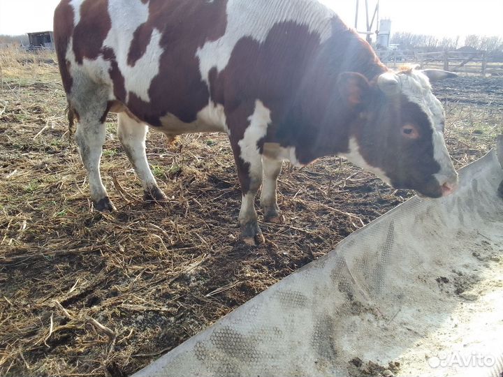 Быки на мясо