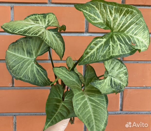 Сингониум Баттерфляй