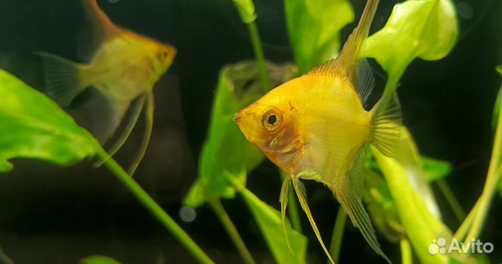 Аквариумные рыбки Золотая скалярия