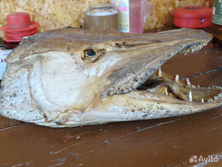 Голова щуки