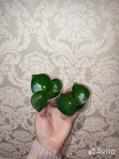 Пеперомия рейндроп, филодендрон Биркин