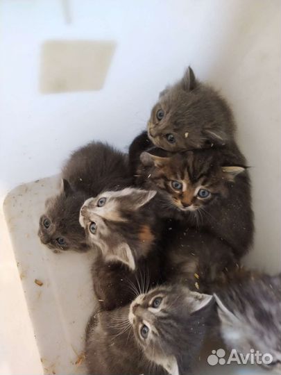 Кошки бесплатно